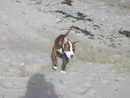 Staffordshire Bullterrier Ätsch! Ich bin am Strand :)!