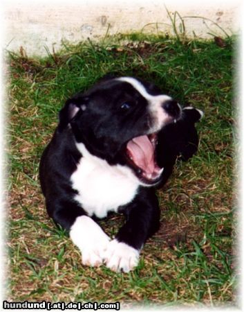 Staffordshire Bullterrier Hunde Foto 6823 Staffordshire Bullterrier Gentle Nature Amigo alias Eddie