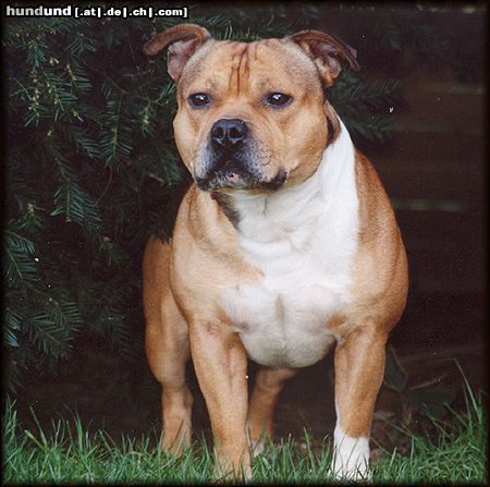 Staffordshire Bullterrier Hunde Foto 13801 Staffordshire Bullterrier ``Macho``