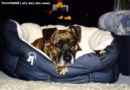 Staffordshire Bullterrier Hunde Foto 9071 Staffordshire Bullterrier Lissy im neuen Körbchen