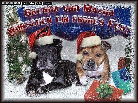Staffordshire Bullterrier Hunde Foto 16671 in höherer Auflösung ansehen Staffordshire Bullterrier Frohes Fest wünscht www.brenda-macho.de