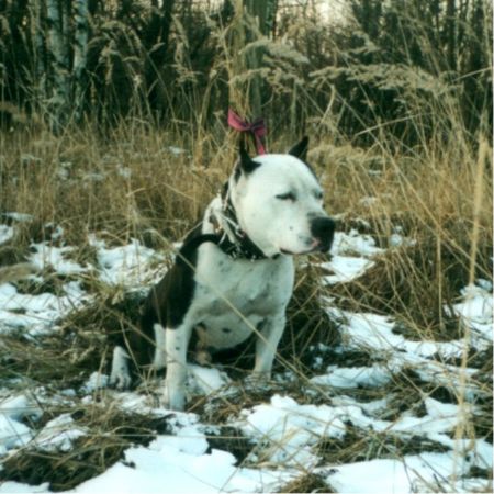 Staffordshire Bullterrier Hunde Foto 1464 Staffordshire Bullterrier Fanto