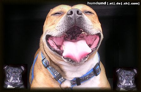 Staffordshire Bullterrier Hunde Foto 11960 Staffordshire Bullterrier Meine Lieblinge