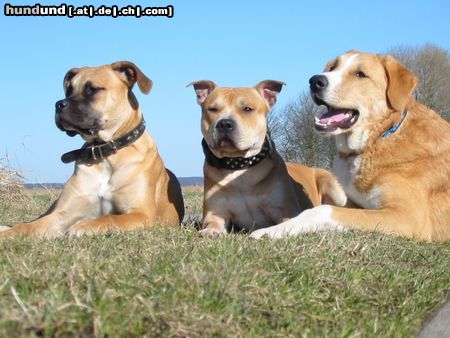 Staffordshire Bullterrier Hunde Foto 2961 Staffordshire Bullterrier