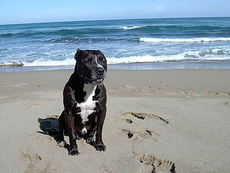 Staffordshire Bullterrier Schön warm