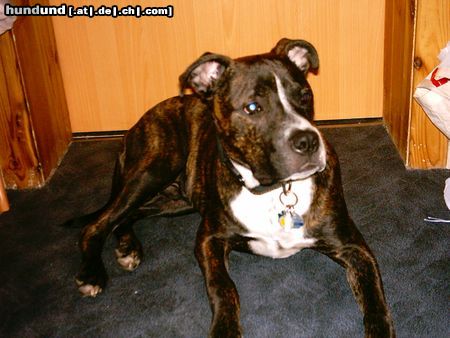 Staffordshire Bullterrier Hunde Foto 10068 Staffordshire Bullterrier Der trottelige Ceus