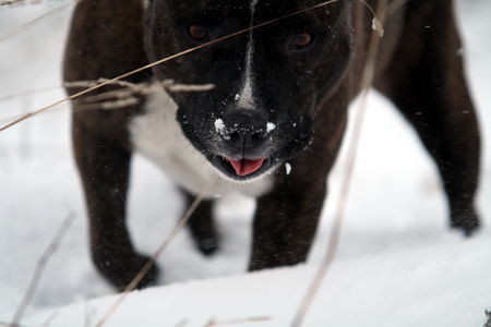 Staffordshire Bullterrier