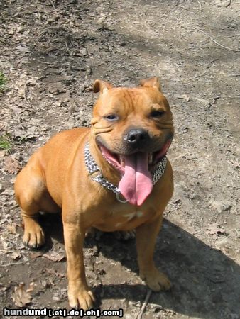 Staffordshire Bullterrier Hunde Foto 23778 in höherer Auflösung ansehen Staffordshire Bullterrier Gio