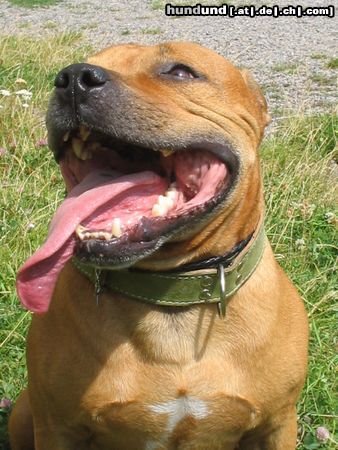 Staffordshire Bullterrier GIO