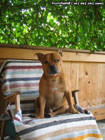 Staffordshire Bullterrier Gio