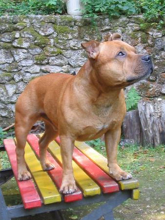 Staffordshire Bullterrier Gio