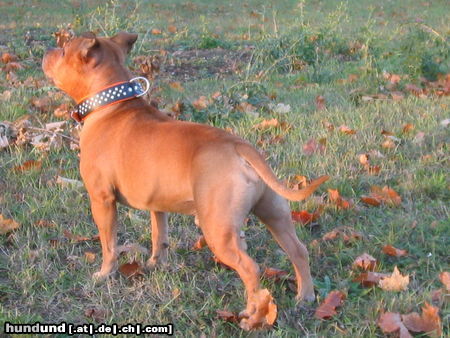 Staffordshire Bullterrier Gio