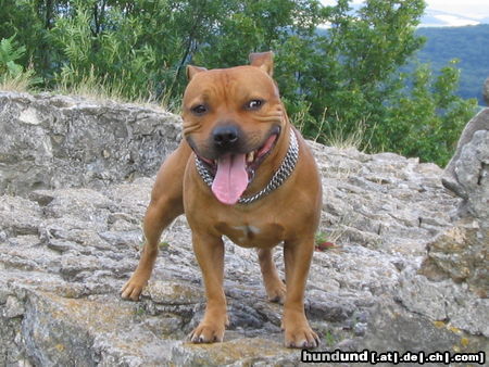 Staffordshire Bullterrier GIO