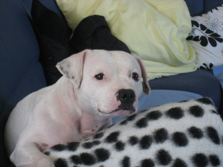 Staffordshire Bullterrier Hunde Foto 39023 in höherer Auflösung ansehen Staffordshire Bullterrier Netty Betty