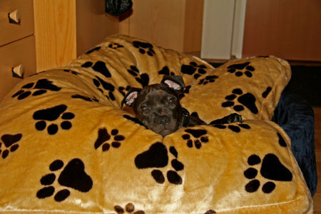 Staffordshire Bullterrier Diego 4 mon.