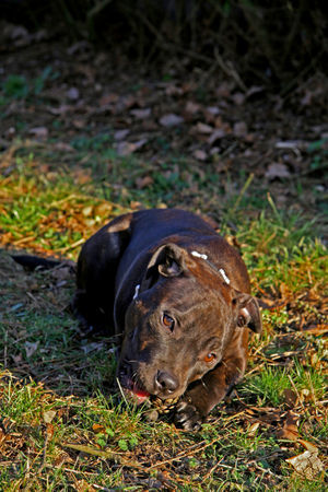 Staffordshire Bullterrier Diego