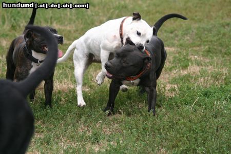 Staffordshire Bullterrier Hunde Foto 23691 in höherer Auflösung ansehen Staffordshire Bullterrier Spiel mit mir
