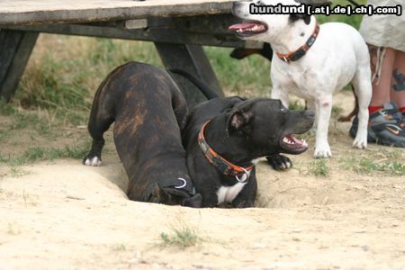 Staffordshire Bullterrier Hunde Foto 23690 in höherer Auflösung ansehen Staffordshire Bullterrier Komm schon, hilf mit