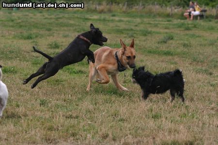 Staffordshire Bullterrier Hunde Foto 23688 in höherer Auflösung ansehen Staffordshire Bullterrier Juhuu