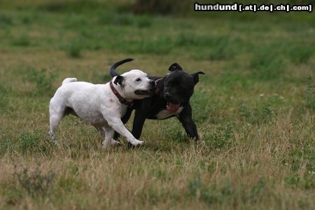 Staffordshire Bullterrier Hunde Foto 23689 in höherer Auflösung ansehen Staffordshire Bullterrier lss mein Halsband los