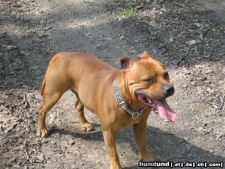 Staffordshire Bullterrier Hunde Foto 23393 in höherer Auflösung ansehen Staffordshire Bullterrier