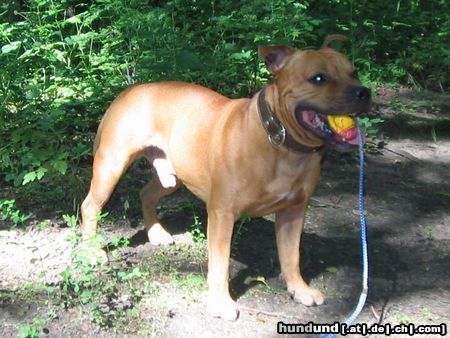 Staffordshire Bullterrier Hunde Foto 23395 in höherer Auflösung ansehen Staffordshire Bullterrier Gio