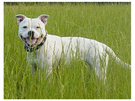 Staffordshire Bullterrier Jana