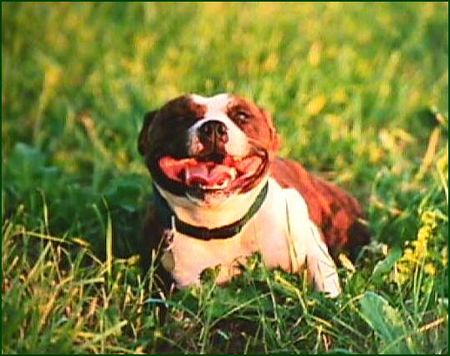 Staffordshire Bullterrier Hunde Foto 1028 Staffordshire Bullterrier Jaunty JOYCE