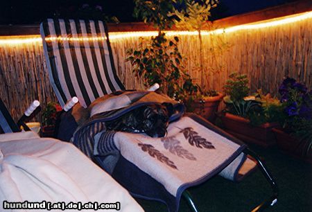 Staffordshire Bullterrier Hunde Foto 9076 Staffordshire Bullterrier ich habe immer den besten Platz