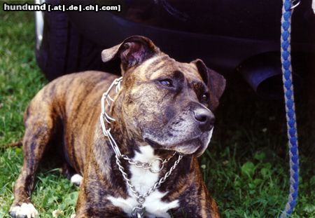 Staffordshire Bullterrier Hunde Foto 9075 Staffordshire Bullterrier unsere süße Maus