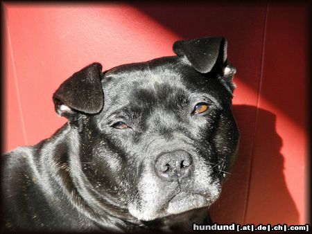 Staffordshire Bullterrier Hunde Foto 19639 in höherer Auflösung ansehen Staffordshire Bullterrier Brenda geniest die ersten Sonnenstrahlen