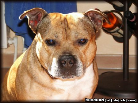 Staffordshire Bullterrier Hunde Foto 19637 in höherer Auflösung ansehen Staffordshire Bullterrier Macho des Tages