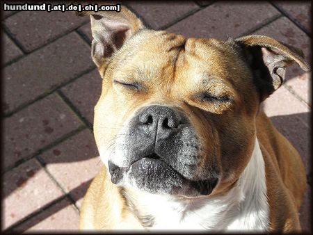 Staffordshire Bullterrier Hunde Foto 20017 in höherer Auflösung ansehen Staffordshire Bullterrier Happy Sonnday