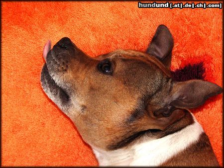 Staffordshire Bullterrier Hunde Foto 20136 in höherer Auflösung ansehen Staffordshire Bullterrier Macho