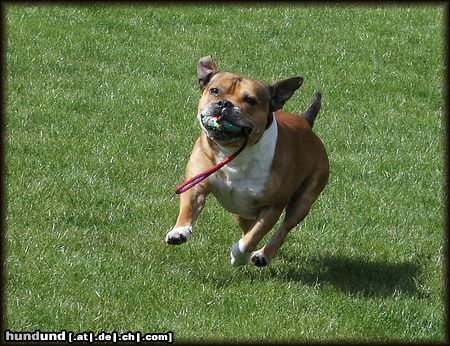 Staffordshire Bullterrier Hunde Foto 20963 in höherer Auflösung ansehen Staffordshire Bullterrier Macho mit Ball