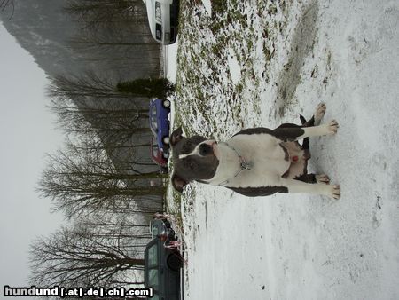 Staffordshire Bullterrier Hunde Foto 19628 Staffordshire Bullterrier Attila