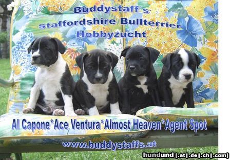 Staffordshire Bullterrier Hunde Foto 22394 in höherer Auflösung ansehen Staffordshire Bullterrier Unsere Welpen 7 Wochen alt