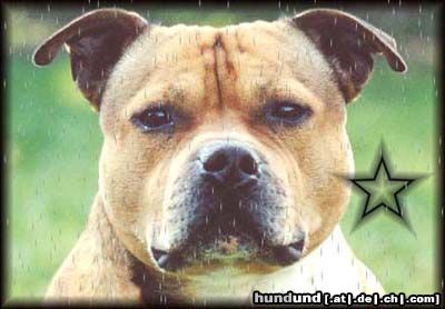 Staffordshire Bullterrier Hunde Foto 9155 Staffordshire Bullterrier Staffordshire-Bullterrier Macho