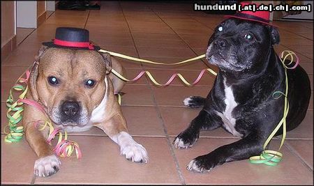Staffordshire Bullterrier Hunde Foto 17384 Staffordshire Bullterrier Guten Rutsch