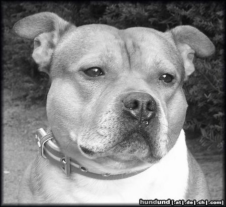 Staffordshire Bullterrier Hunde Foto 17732 Staffordshire Bullterrier Staffbull Macho