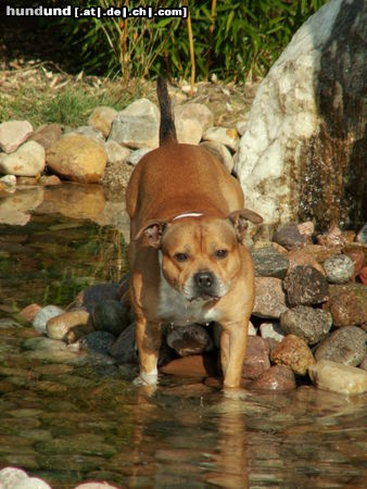 Staffordshire Bullterrier Hunde Foto 25329 Staffordshire Bullterrier Macho im Gartenbrunnen