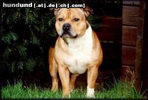 Staffordshire Bullterrier Hunde Foto 9283 Staffordshire Bullterrier Ich bin der Macho