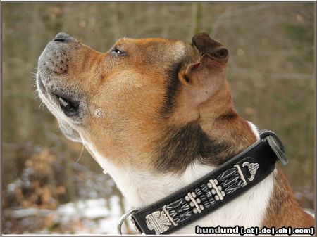 Staffordshire Bullterrier Hunde Foto 19083 Staffordshire Bullterrier Da ist was in der Luft !!!