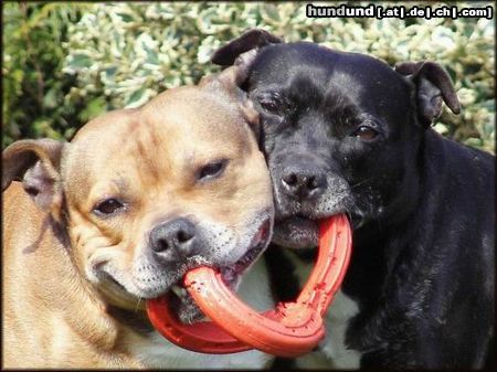 Staffordshire Bullterrier Hunde Foto 20514 Staffordshire Bullterrier Staffbull-Love