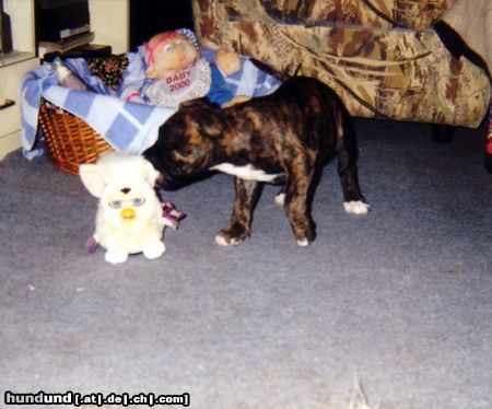 Staffordshire Bullterrier Hunde Foto 9073 Staffordshire Bullterrier Hallo Hallo, wer bist denn du