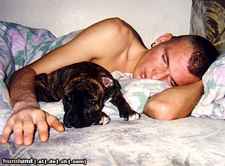 Staffordshire Bullterrier Hunde Foto 8735 Staffordshire Bullterrier schon wach aber zu faul aufzustehen
