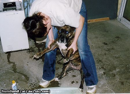 Staffordshire Bullterrier Hunde Foto 9070 Staffordshire Bullterrier ich will nicht baden bitte bitte nicht