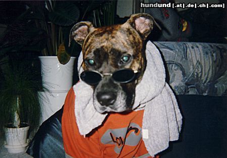 Staffordshire Bullterrier Hunde Foto 8728 Staffordshire Bullterrier Lissy