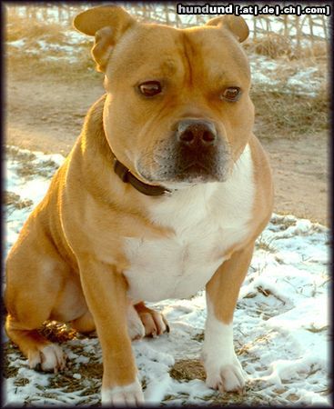 Staffordshire Bullterrier Hunde Foto 9585 Staffordshire Bullterrier Staffordshire-bullterrier ''Macho''