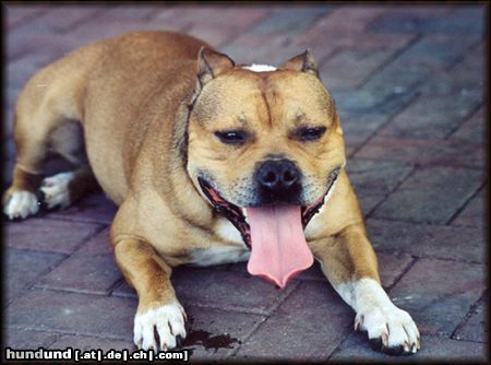 Staffordshire Bullterrier Hunde Foto 13798 Staffordshire Bullterrier